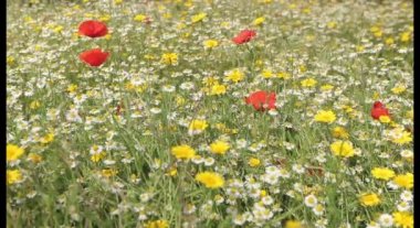 Kırmızı poppies alan