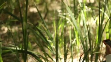 Ormanda Smartphone kullanan kız