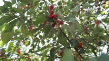 Olgun kirazlar ağaçta