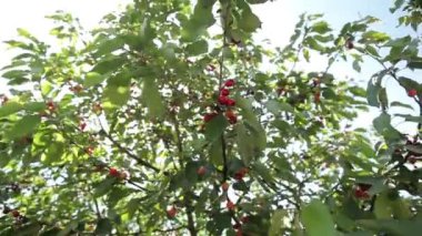 Olgun kirazlar ağaçta