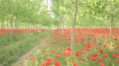 Kırmızı poppies alan