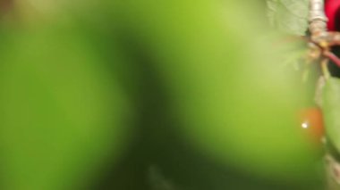 Olgun kirazlar ağaçta