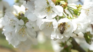 Kiraz ağacı çiçek üzerinde uçan arı