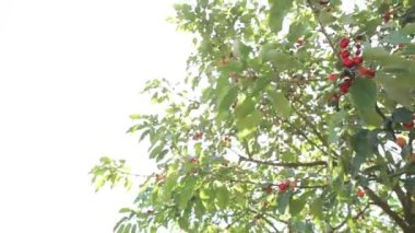 Olgun kirazlar ağaçta