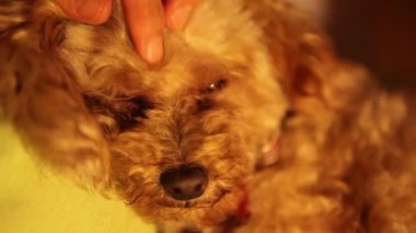 elle sarılmış kaniş köpek yavrusu