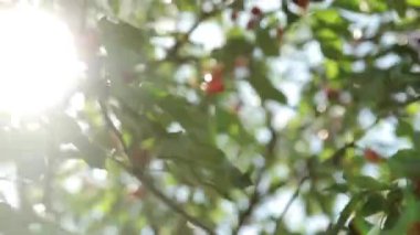 Olgun kirazlar ağaçta