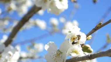 Kiraz ağacı çiçek üzerinde uçan arı
