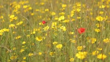 Renkli kır çiçekleri alan