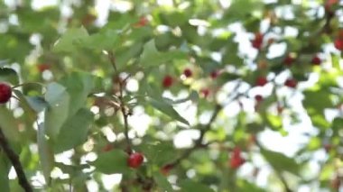 Olgun kirazlar ağaçta