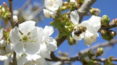 Kiraz ağacı çiçek üzerinde uçan arı