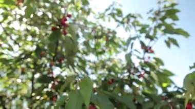 Olgun kirazlar ağaçta