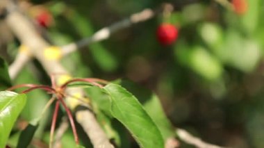 Olgun kirazlar ağaçta