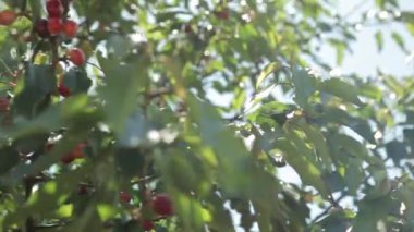 Olgun kirazlar ağaçta