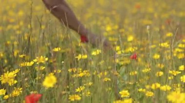 Kırmızı haşhaş alanında el