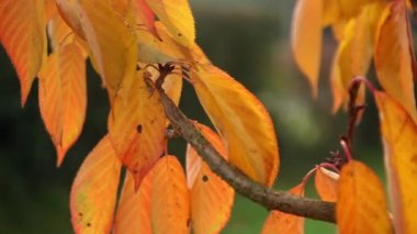 güzel sonbahar ağacı 