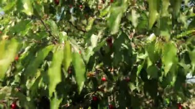 Olgun kirazlar ağaçta