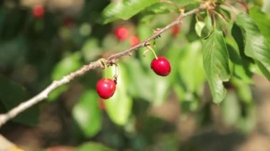 Olgun kirazlar ağaçta