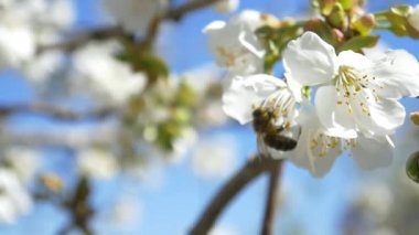 Kiraz ağacı çiçek üzerinde uçan arı