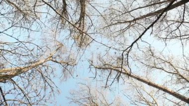 Çıplak ağaçların dalları ve gökyüzü