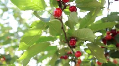 Olgun kirazlar ağaçta