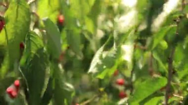 Olgun kirazlar ağaçta