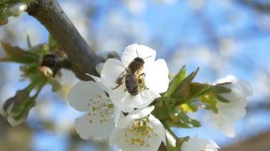 Kiraz ağacı çiçek üzerinde uçan arı