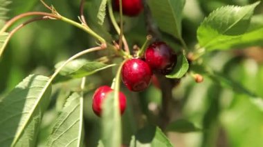 Olgun kirazlar ağaçta