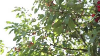 Olgun kirazlar ağaçta