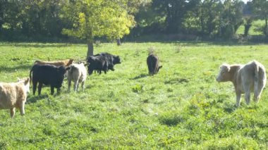 yeşil mera üzerinde otlayan inekler
