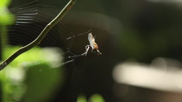 Spinnen greifen an und fressen Beute — Stockvideo