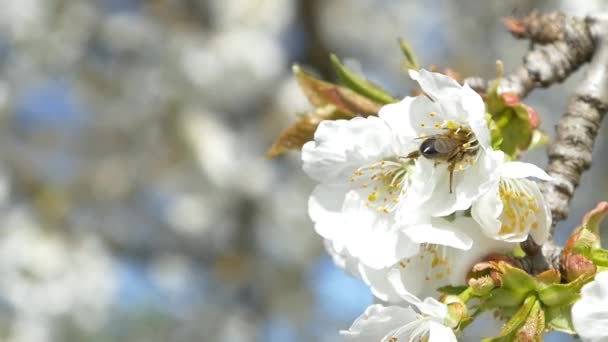 Bee flying over cherry tree flowers — Stock Video