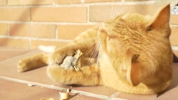 Slow motion cat playing with dry pumpkin — Stock Video