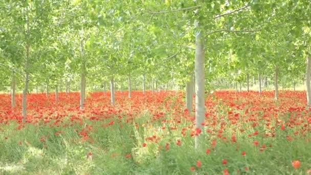 Campo de amapolas rojas — Vídeo de stock