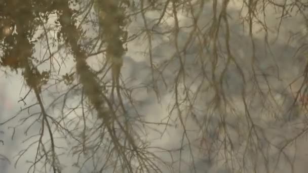 Bäume spiegeln sich im Wasser — Stockvideo