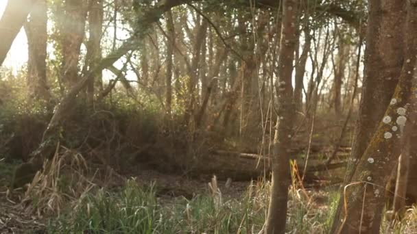 春の林のスライダー — ストック動画