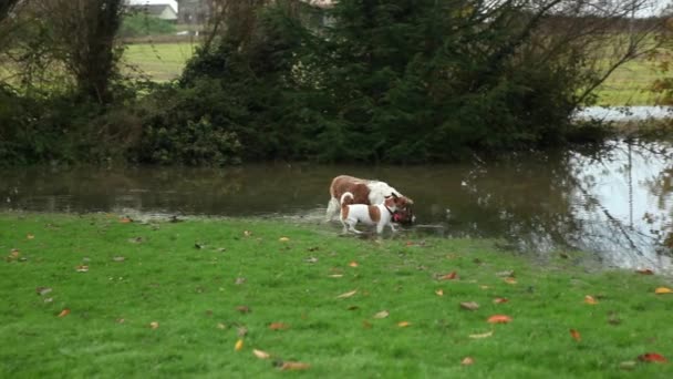 Cute dogs play in flooded garden — Stock video