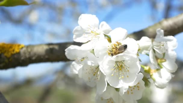 Bee flying over cherry tree flowers — Stock Video