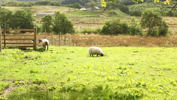 Pecore che mangiano erba in fattoria — Video Stock