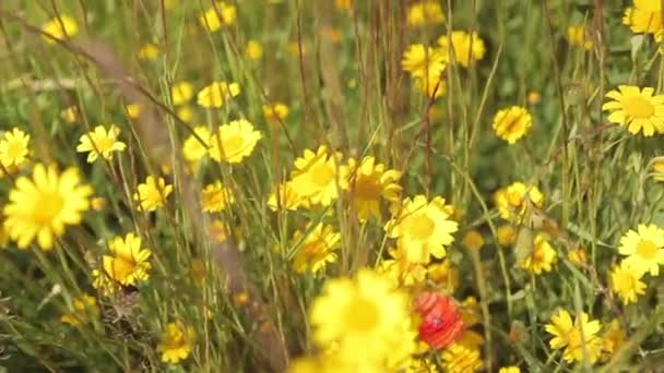 Kleurrijke wilde bloemen veld — Stockvideo