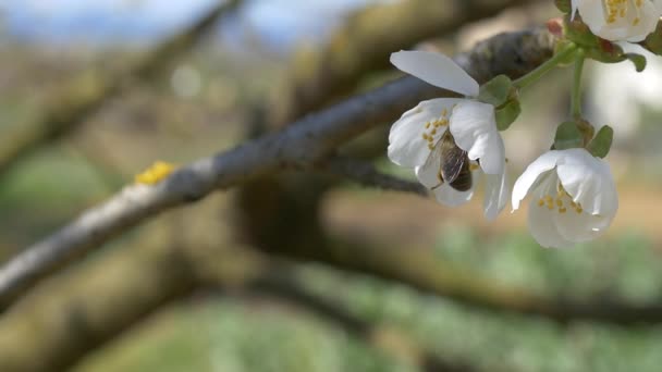 Ape che sorvolano fiori di ciliegio — Video Stock