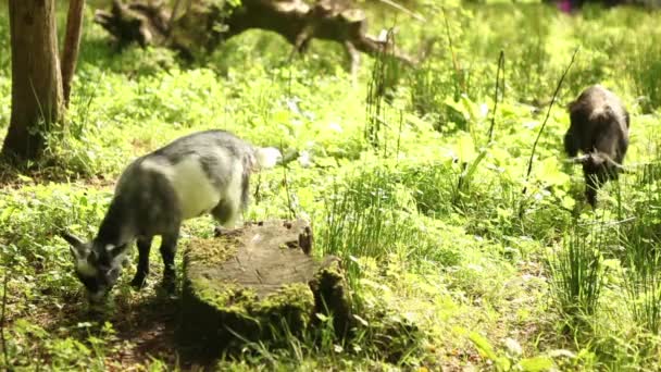 Baby geiten op biologische boerderij — Stockvideo