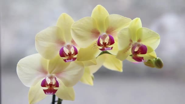 Красиві орхідеї жовтий — стокове відео