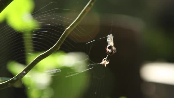 Spider Attacking and eating Prey — Stock Video