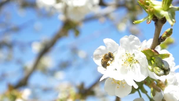 Abeille volant au-dessus des fleurs de cerisier — Video