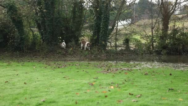 Chiens mignons jouent dans le jardin inondé — Video