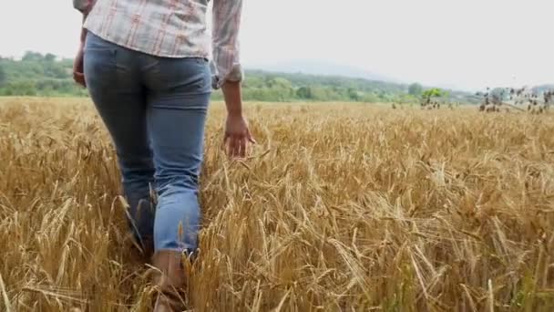 Menina bonita no campo de trigo — Vídeo de Stock