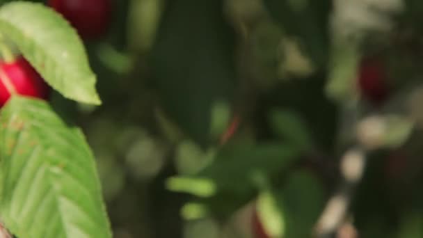 Cerezas maduras en un árbol — Vídeos de Stock