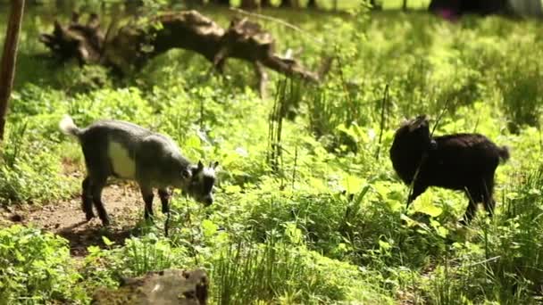 Baby goats at organic farm — Stock Video