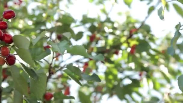 Rijpe kersen op een boom — Stockvideo