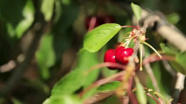 Mujer cosechando cerezas — Vídeos de Stock